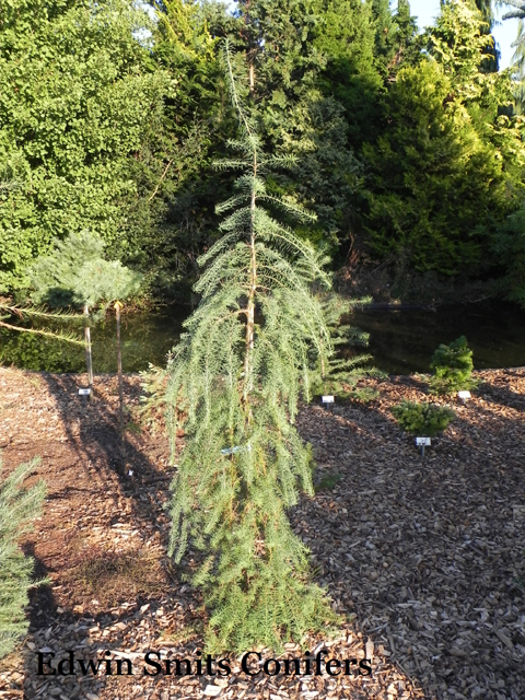 Larix marschlinsii (x) (L. kaempferi x L. decidua) 'Filip's Emerald Falls'